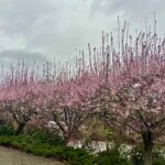 Scene in Edmonds: Around town