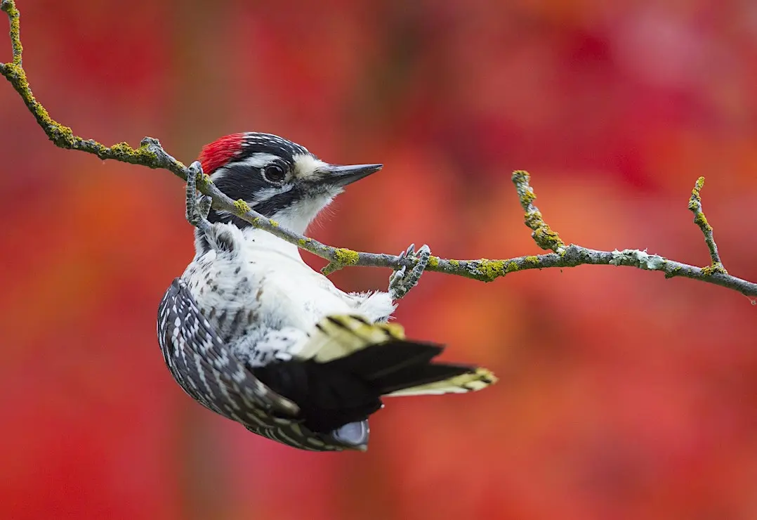 Reminder: Edmonds Author & Speaker Series presents ‘Woodpecker: A Year in the Life’ April 16
