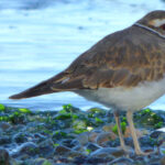 Olympic Fly Fishers of Edmonds to host bioblitz at Picnic Point April 25