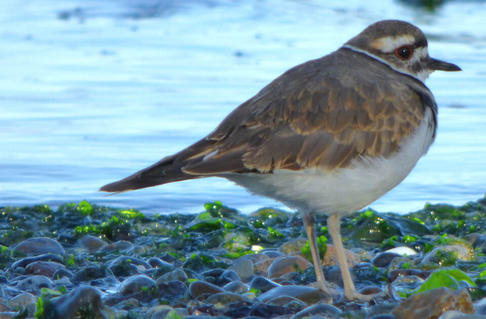 Olympic Fly Fishers sponsoring bioblitz at Picnic Point April 25