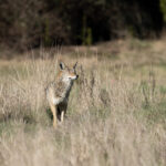 UW study: Parasitic tapeworm — a risk to domestic dogs and humans — found in Washington coyotes