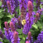 Planting Edmonds: Our native queen bumble bee