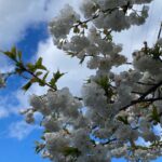 Scene in Edmonds: Around town Thursday