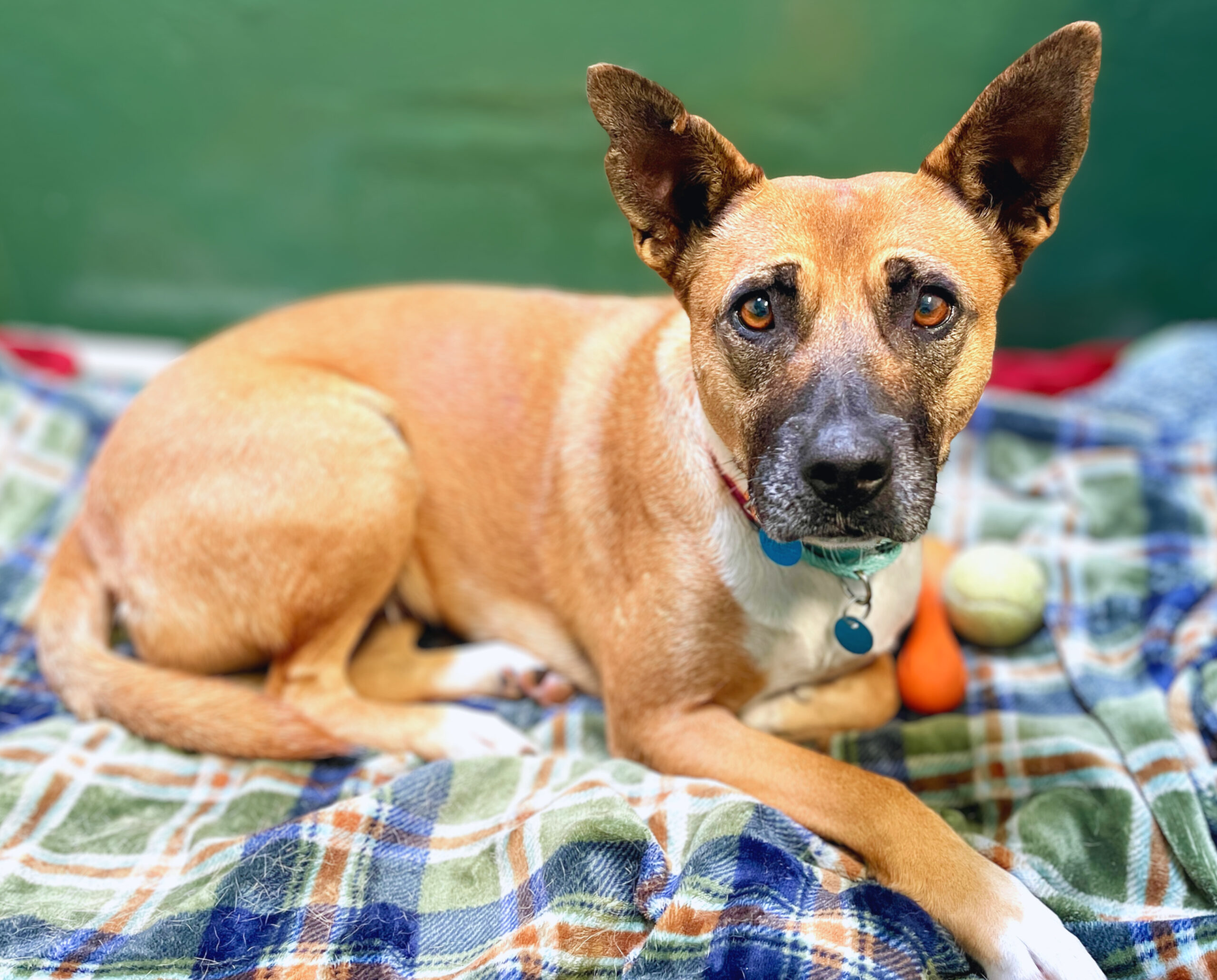 Sponsor spotlight: Your pet’s nervous system never lies