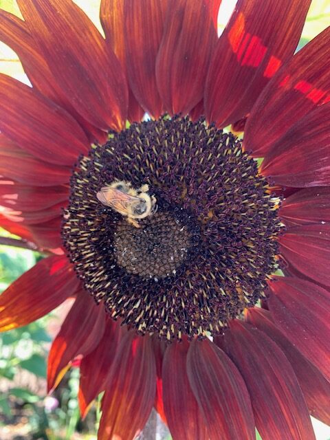 For Gardeners: Our native queen bumble bee