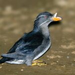 Pilchuck Audubon to host author Eric Wagner for seabird presentation April 9 in Everett