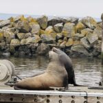 Sea lions weigh on 2027 Port of Edmonds budget