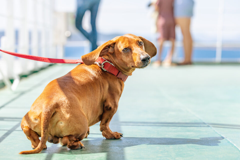 Washington State Ferries debuts updated pet rules ahead of busy summer ...