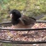 Scene in Edmonds: Around town Friday