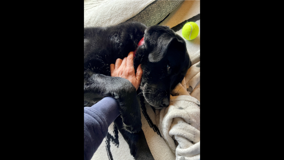Sponsor spotlight: Everything is connected when it comes to our pets