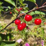 Scene in Edmonds: Around town Wednesday