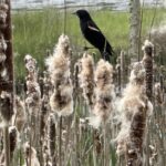 Scene in Edmonds: Around town
