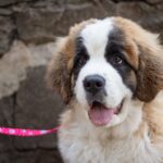 The Friendly Bark Summer Market is coming to Lynnwood — and dogs are welcome