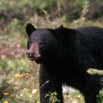 A year and $80K later, a probe of WA fish and wildlife commissioners continues