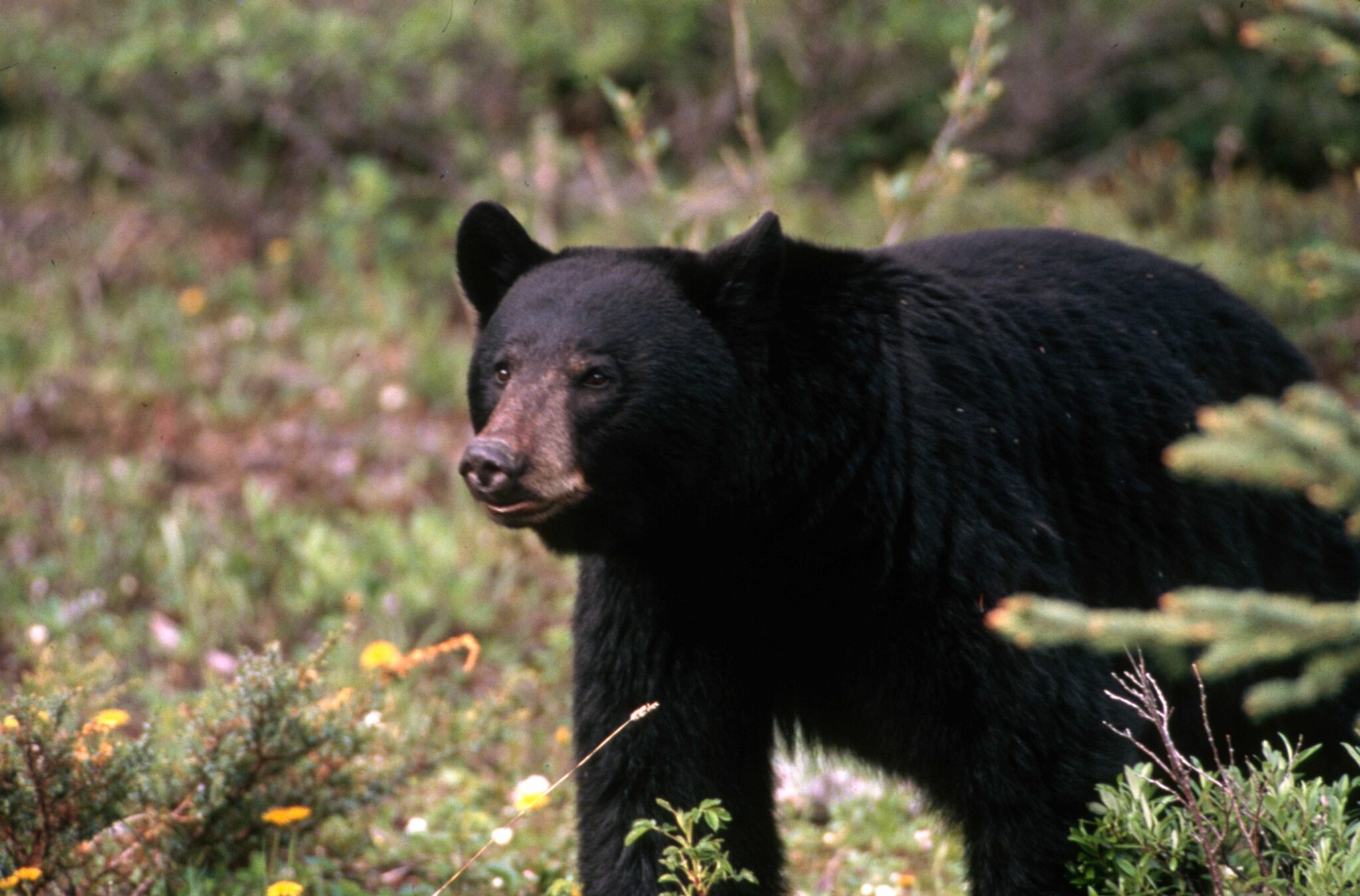 A year and $80K later, a probe of WA fish and wildlife commissioners continues