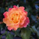 Scene in Edmonds: Around town — and nearby