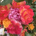 Scene in Edmonds: Around town