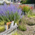 Scene in Edmonds: Around town Thursday