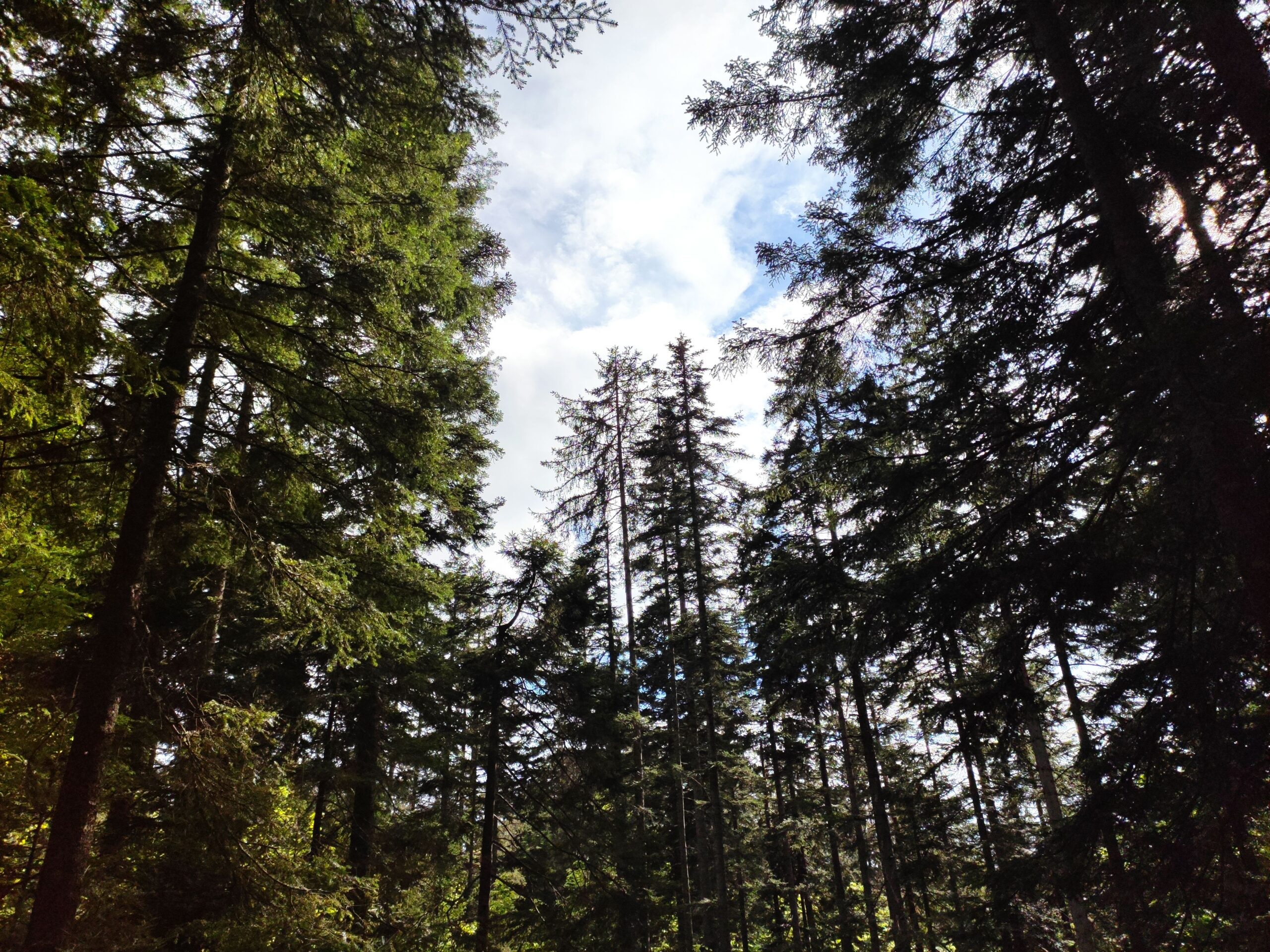 From: Snohomish County seeks applicants for Climate Action Advisory Committee