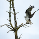 Scene in Edmonds: Drying off