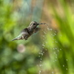 Scene in Edmonds: Around town Wednesday