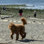 Scene in Edmonds: Around town Sunday