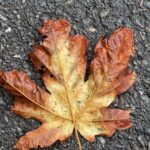 Scene in Edmonds: Around town Saturday