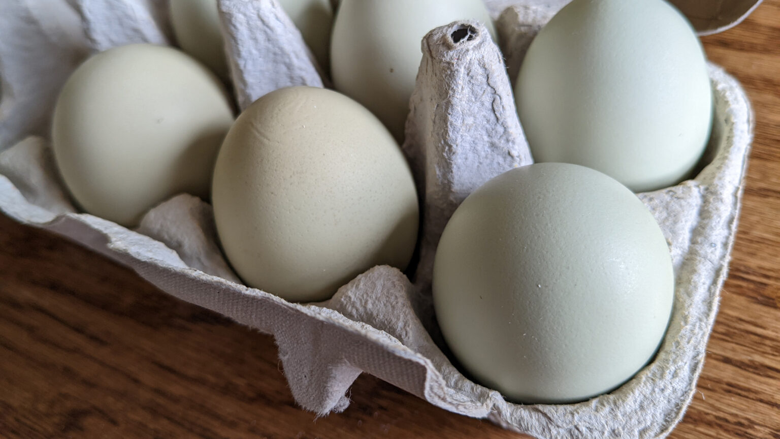 Photo from Egg facility inspections in WA still falling short of state requirements