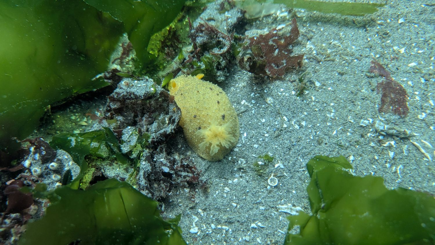 Edmonds Underwater: Who’s that down there?