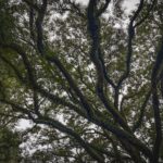 Reader view: Tree canopy and heat relief