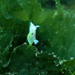 Edmonds Underwater: Who’s that down there?