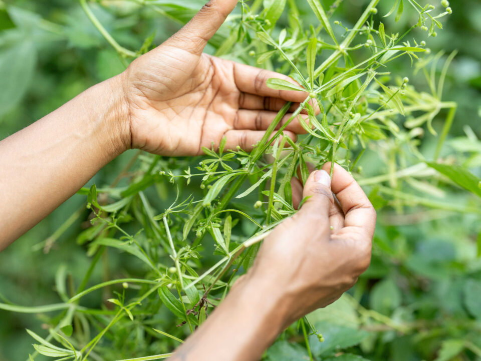 Touch, smell, create: Nature Sensory Workshop at Edmonds Waterfront Center Aug. 14