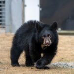 Food, gift cards sought for 10 hungry black bear cubs at PAWS Wildlife Rehabilitation Center