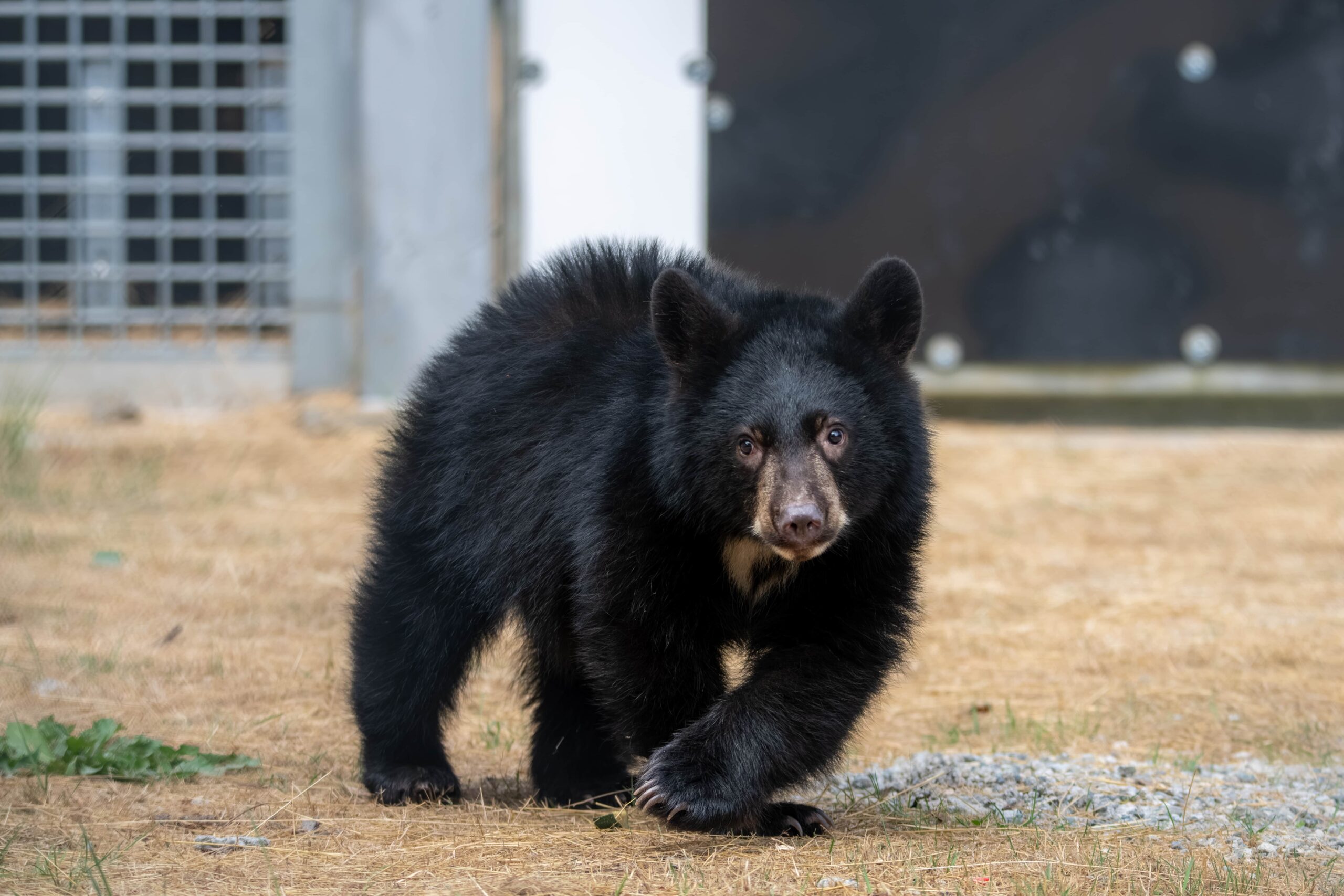 Food, gift cards sought for 10 hungry black bear cubs at PAWS Wildlife Rehabilitation Center