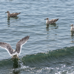 Scene in Edmonds: Around town