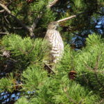 Scene in Edmonds: Around town Monday