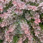 Scene in Edmonds: Around town Thursday
