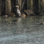 Scene in Edmonds: Around town