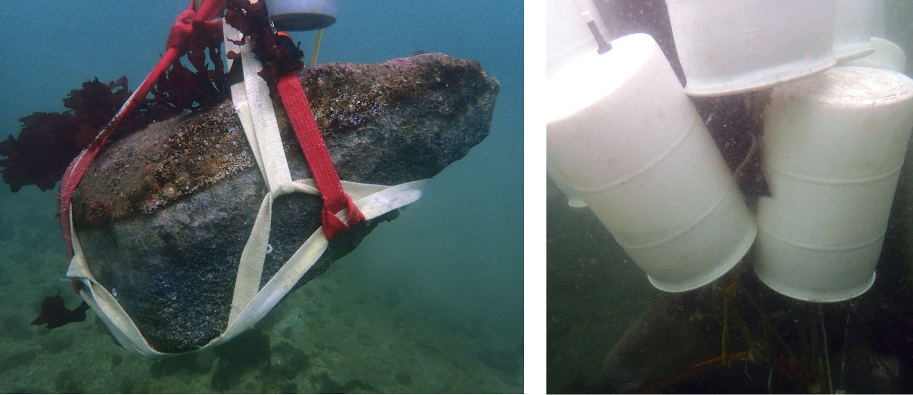 Edmonds Underwater: Only rocks in my head - My Edmonds News