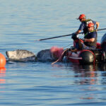Washington among 4 states with highest rate of whale entanglements, report shows