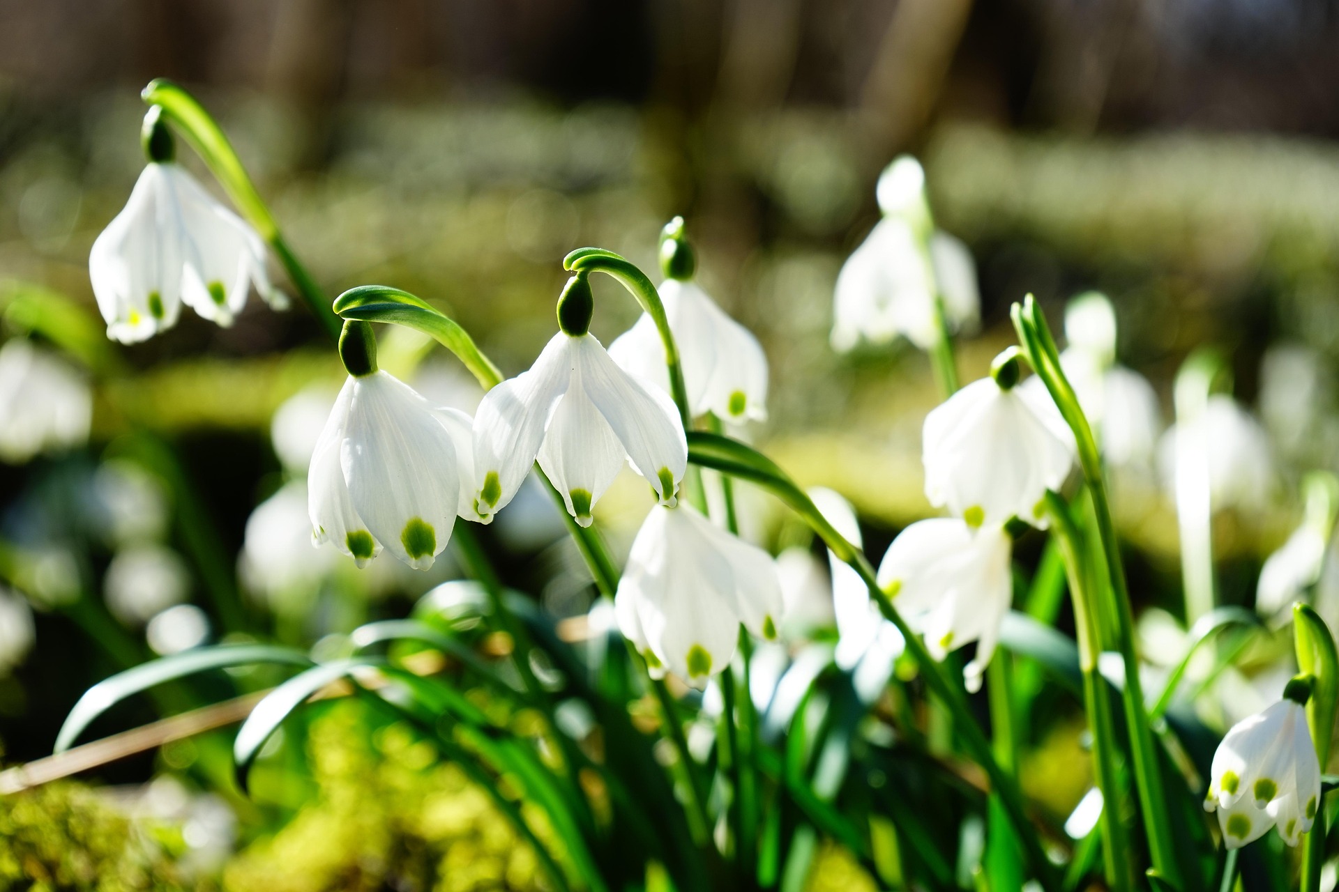Hardy Plant Society of WA sponsoring fall bulb and plant sale Oct. 18 in Seattle