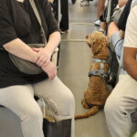 Sound Transit launches pet policy pilot