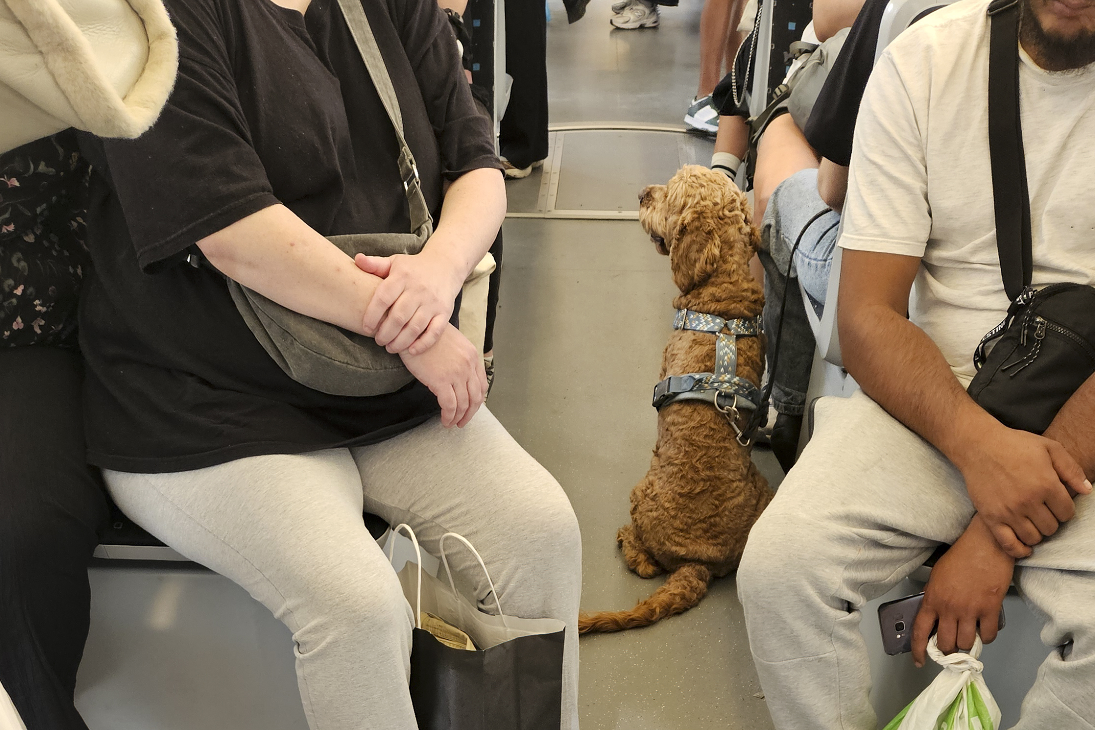 Sound Transit launches pet policy pilot