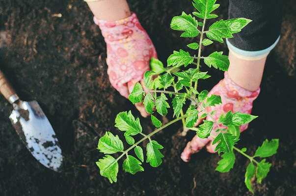 Planting Edmonds: Soil is the soul of every garden