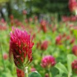 Planting Edmonds: Soil is the soul of every garden